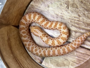 Hakennasennattern ,Yeti ,Arctic albino Conda het Snowburst Bild 3