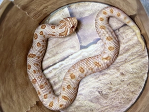 Hakennasennattern ,Yeti ,Arctic albino Conda het Snowburst