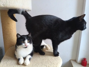 Felix & Nero - zwei schmusige Katerbrüder