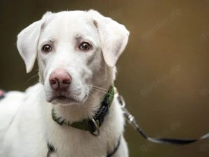 Giovedi sucht sein Zuhause