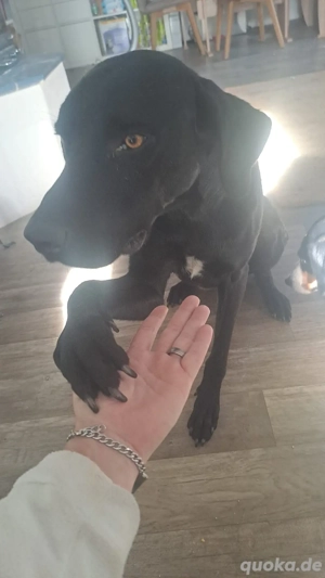 Tate sucht sein Zuhause