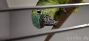 Papagei (männlich) zu verkaufen   