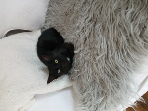 Junge Katzen suchen liebevolles Zuhause 