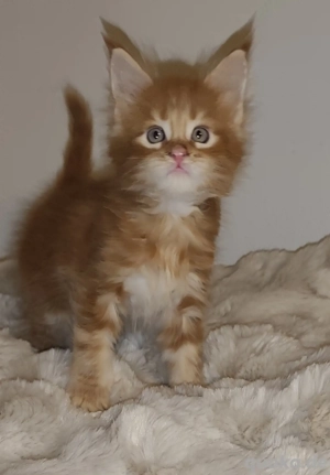 maine coon Kitten XXL