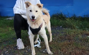 Zutraulicher Tayo sucht Familienanschluss