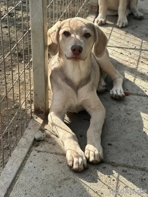Baxter sucht ein Zuhause