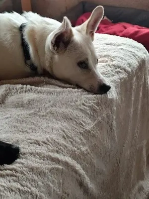 Rieke - liebebedürftiges und verspieltes Hundekind Bild 5