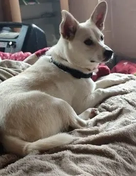 Rieke - liebebedürftiges und verspieltes Hundekind Bild 2