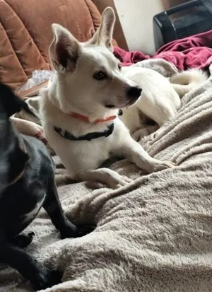 Rieke - liebebedürftiges und verspieltes Hundekind Bild 3