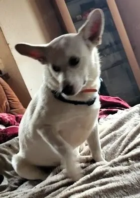 Rieke - liebebedürftiges und verspieltes Hundekind Bild 4