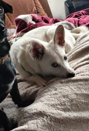 Rieke - liebebedürftiges und verspieltes Hundekind Bild 6