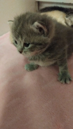 Liebevolle katzen sind da!!!