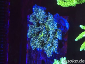 Montipora Star Wars auch Muttertier ,Koralle , Meerwasser ,Salzwasser , Lps ,Sps ,