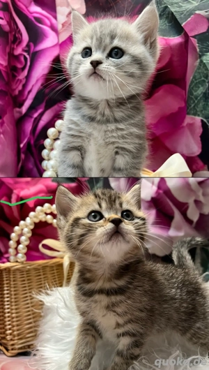 zwei bkh prinzessinen kitten 