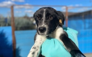 Wer schenkt Karlson das Vertrauen in Menschen zurück?