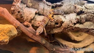 Leopardgecko Tremper Albino