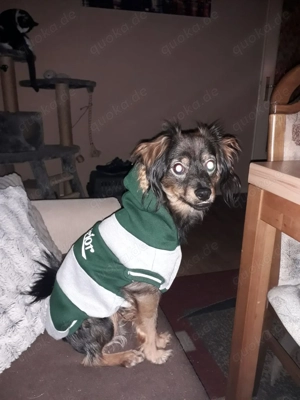 Jack sucht eine kleine Schwester bis 16 Wochen alt 