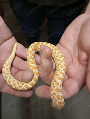 2 Hakennasennattern abzugeben