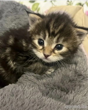 reinrassige maine coon kitten 