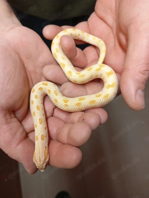 Gebe ein Paar Hakennasennattern ab 