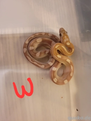 Kornnatter Golddust NZ Sommer 25