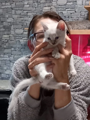 Sphynx kitten suchen ein zuhause für immer 