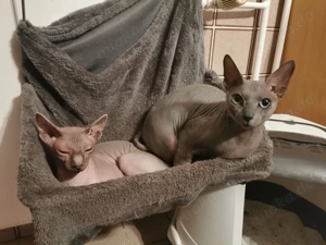 1kleiner Sphynx Buben suchen ein Zuhause 