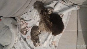 Britisch kurzhaar  kitten 