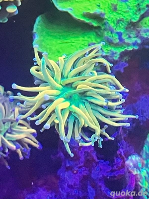 euphyllia bananna torch meerwasser ableger selten 