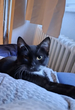 Schweren Herzens 2 Jahre alter Kater kastriert 