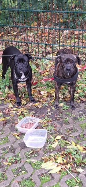 2 Hunde französische Mischlinge