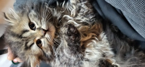 3 Monate altes Perserkatzen-Kitten sucht ein neues Zuhause