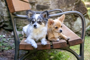 Chihuahua Rüden suchen Traumzuhause 