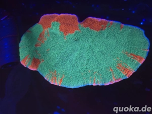 Koralle, Meerwasser, Salzwasser, Lps, Sps