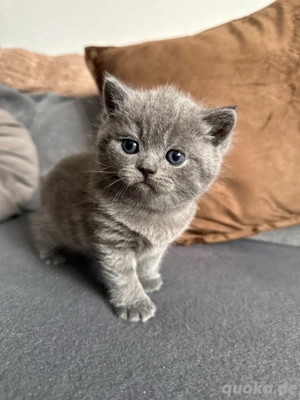 BKH Babys - 2 Monate ab 07.01., verspielt & verschmust, Mädchen & Jungs