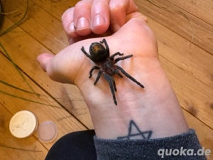 ewok cyaneolus red vogelspinnen