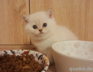 Noch eine Britisch kurzhaar zu haben 