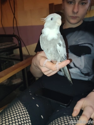 Handzahme Nymphensittiche abzugeben  Bild 8