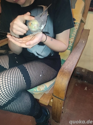 Handzahme Nymphensittiche abzugeben  Bild 5