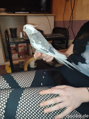 Handzahme Nymphensittiche abzugeben  Bild 4