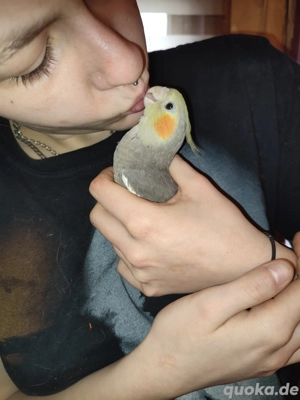 Handzahme Nymphensittiche abzugeben  Bild 10