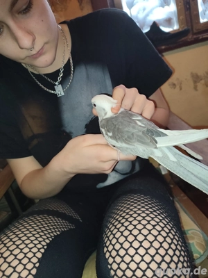 Handzahme Nymphensittiche abzugeben  Bild 7