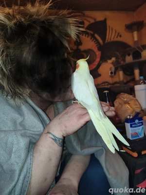 Handzahme Nymphensittiche abzugeben  Bild 3