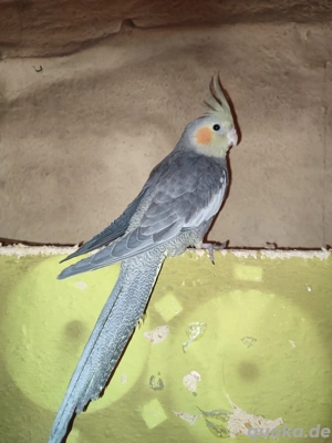 Handzahme Nymphensittiche abzugeben  Bild 6