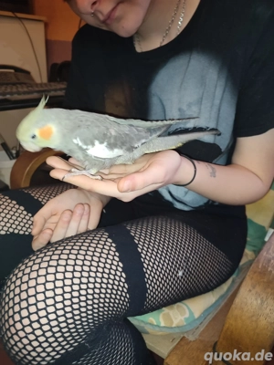 Handzahme Nymphensittiche abzugeben  Bild 9