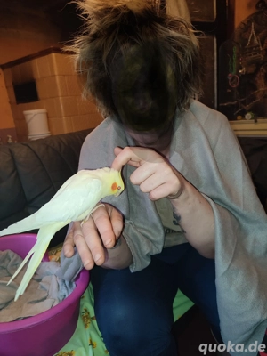 Handzahme Nymphensittiche abzugeben  Bild 2