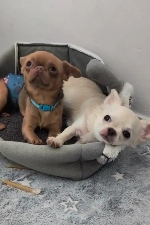 Schöne Chihuahua Weißcremig