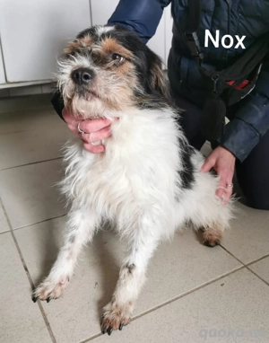 Nox ist ein kleiner, hübscher und absolut zauberhafter Kerl *bald in einer Pflegefamilie*