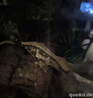 Notfallaufnahme von Reptilien 