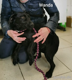 Wunderschön, jung und lieb. Das ist Wanda *bald in einer Pflegefamilie* 